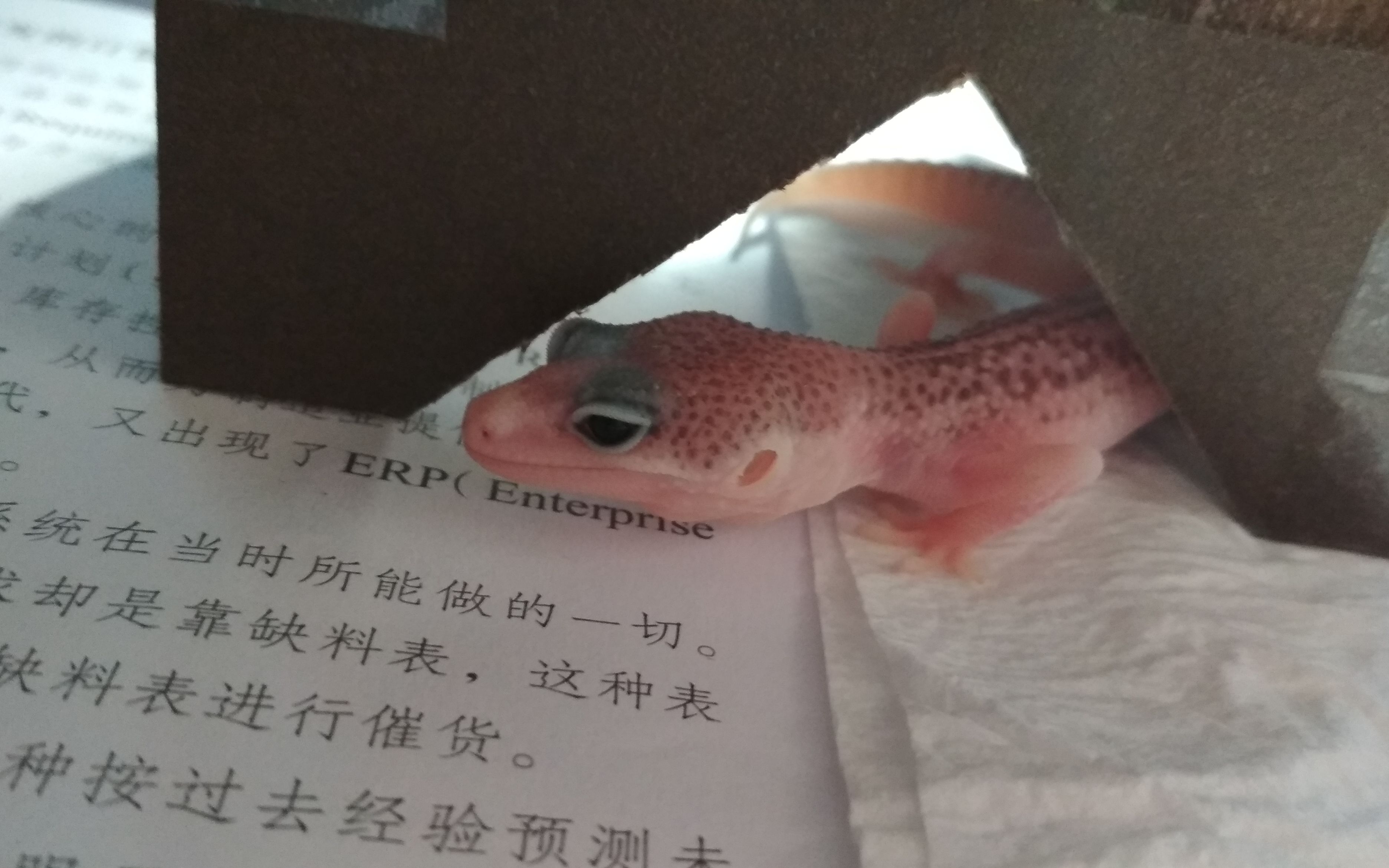 活动作品开箱人生中养的第5只豹纹守宫银河