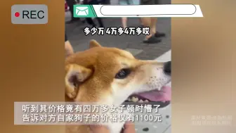 Video herunterladen: 一千多柴犬偶遇四万多柴犬，两狗对比明显网友笑翻：高仿遇正品？