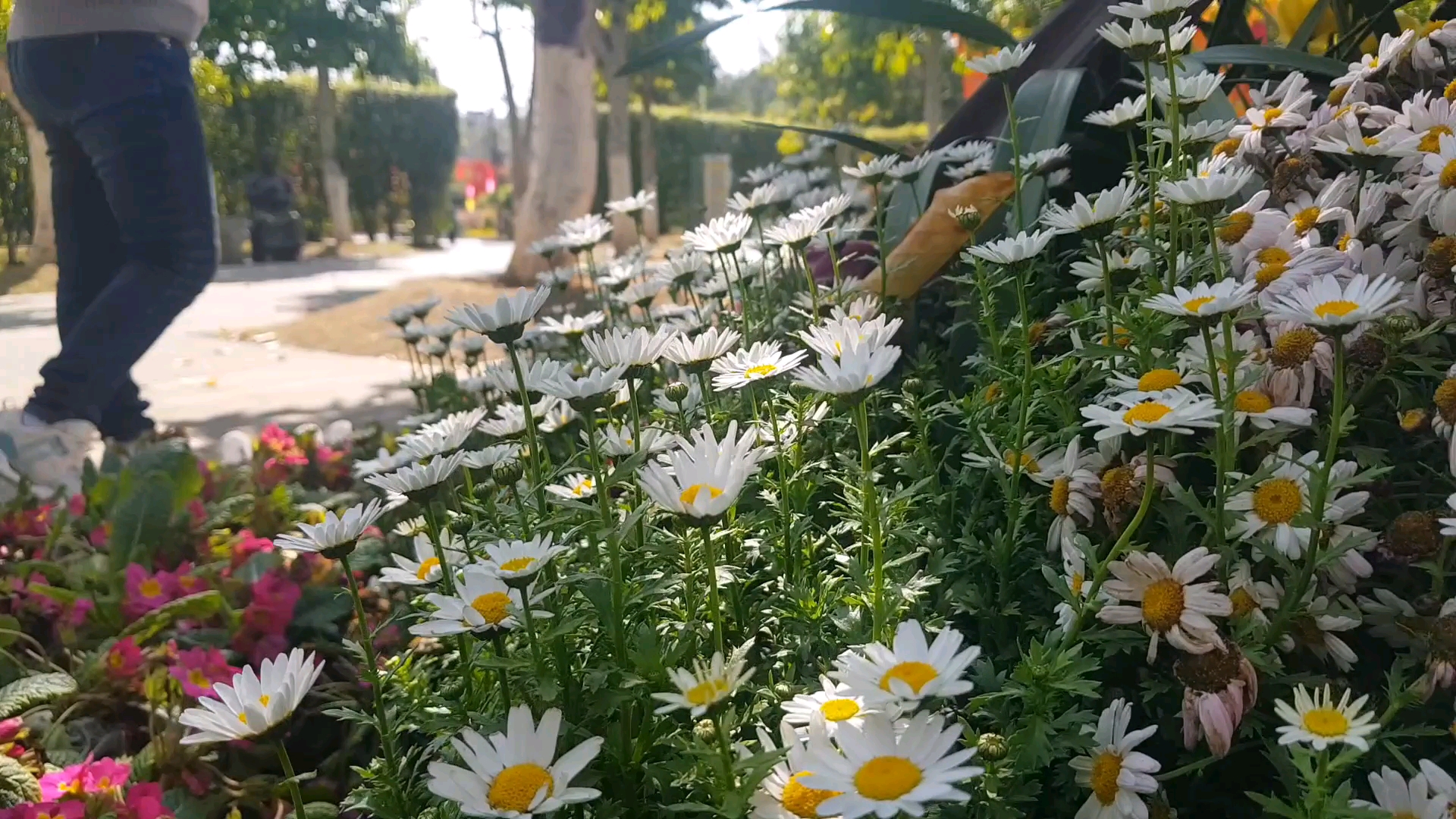 [图]烂漫岂无意 为君占年华♡♡