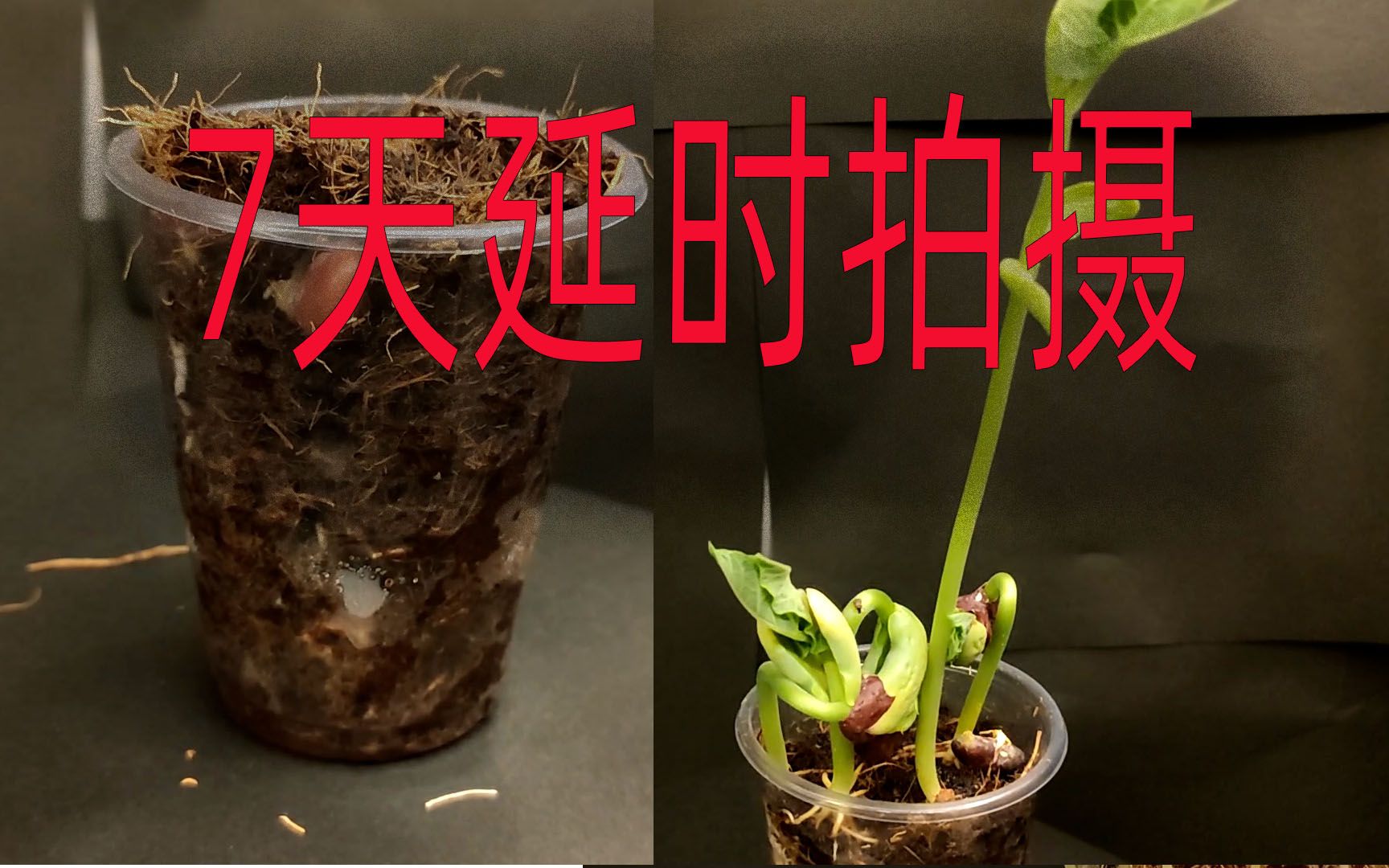 红腰豆 耗时7天时间拍摄,植物的成长延时摄影.豆类第四集哔哩哔哩bilibili