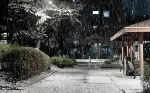 Скачать видео: 樱花飘落的春雨和治愈的雨声，看到飘落的花瓣