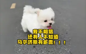 Tải video: 一只马尔济斯10几万！这是真的吗？？这只多少钱呢？