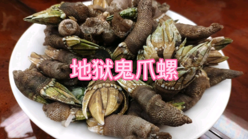 淘宝网购尝试魔鬼海鲜鬼爪螺佛手螺龟足藤壶超美味海鲜超鲜美 哔哩哔哩 Bilibili