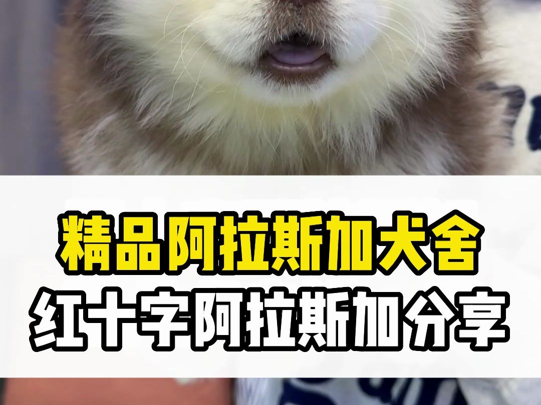阿拉斯加犬舍新出一窝精品红十字阿拉斯加幼犬喜欢的抓紧了哦