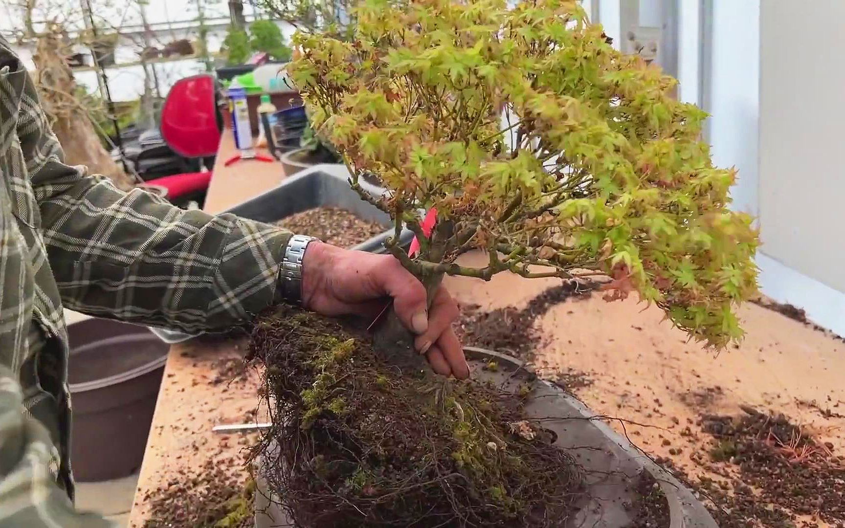 最小叶子枫树品种清姬,这八方根太漂亮了,让人羡慕!哔哩哔哩bilibili