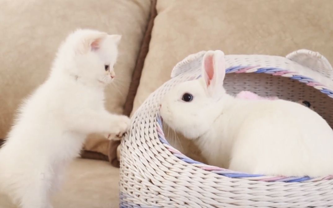 奶猫窝被小兔子霸占你快出来