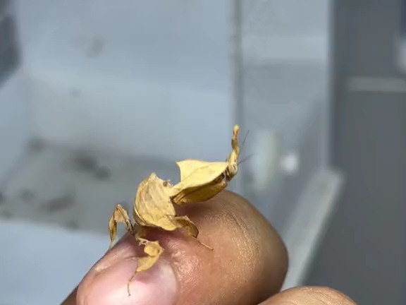 幽灵螳螂饲养套装给大家上新啦