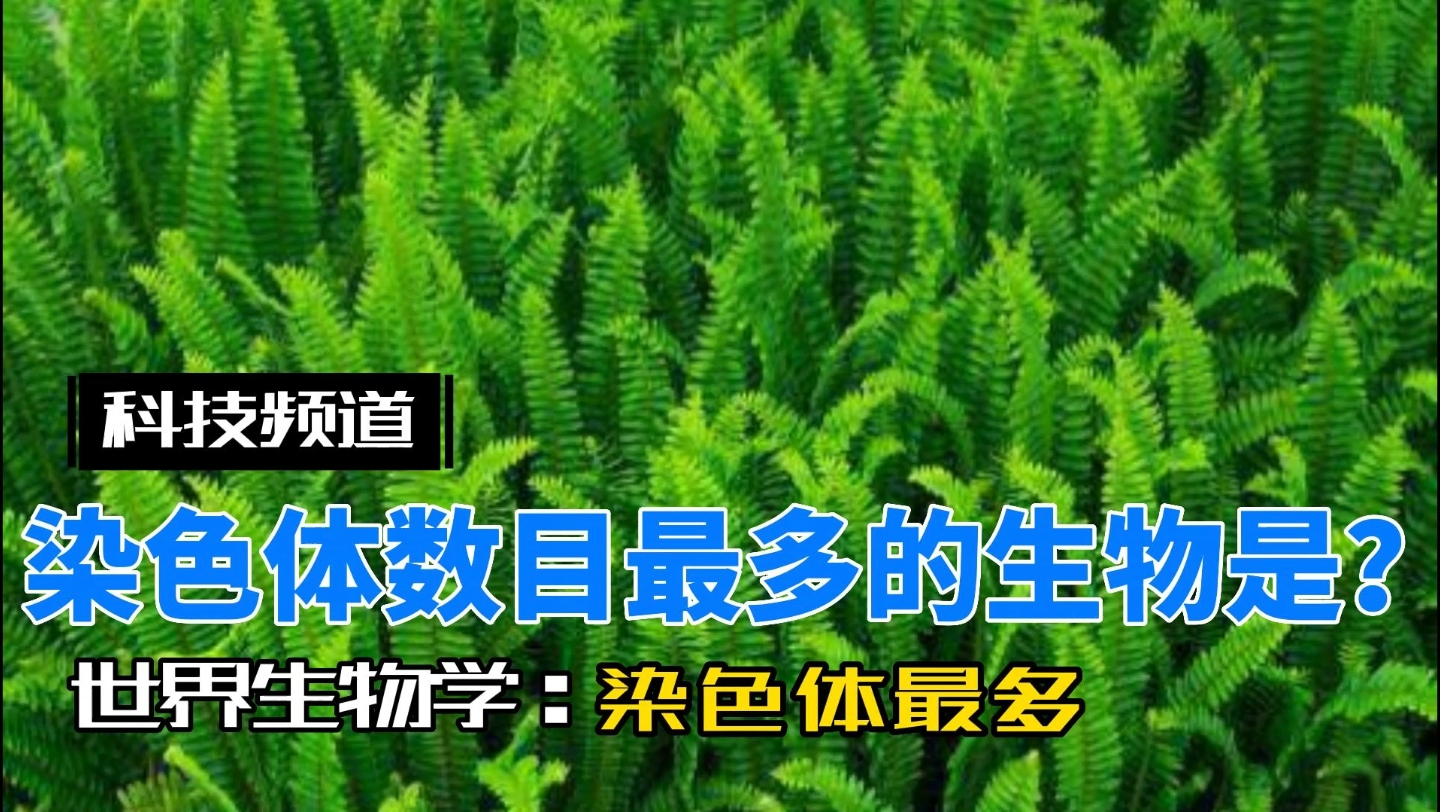 染色体数目最多的多细胞生物是?填补DNA测序工程绿色生命谱系里最后的空白哔哩哔哩bilibili