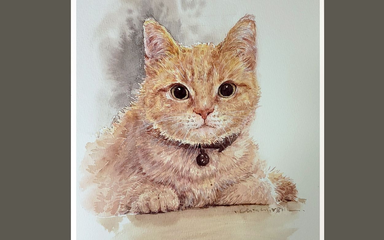 【水彩动物】橘猫一只