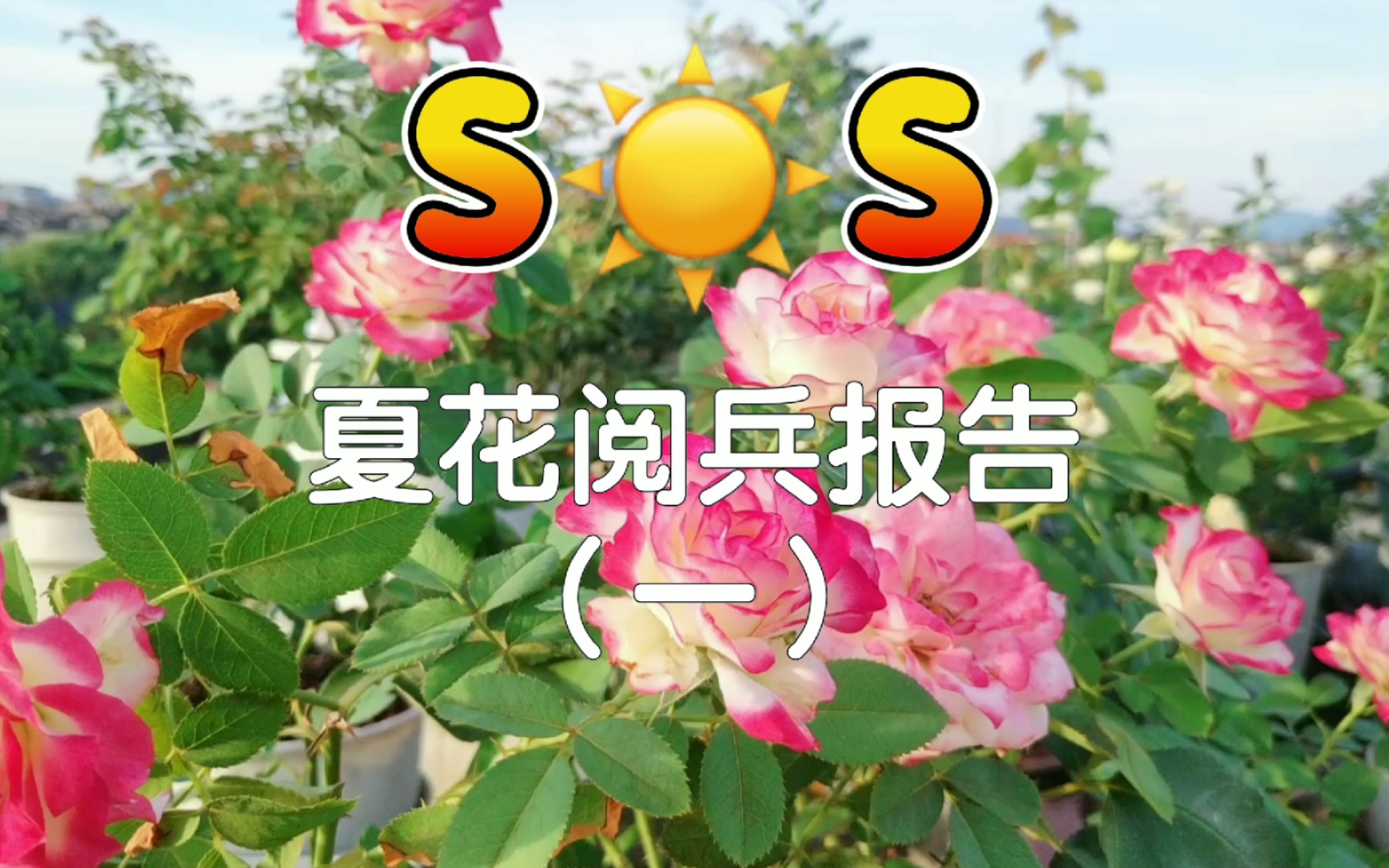 SOS夏花阅兵报告(一):高温烈日下的摩纳哥公爵,庞巴度,威基伍德,弗洛伦蒂娜,园艺王子.哔哩哔哩bilibili