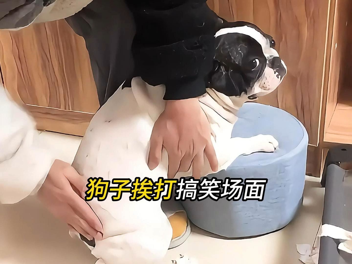 盘点那些狗狗挨打搞笑场面,这样挨打比较有仪式感