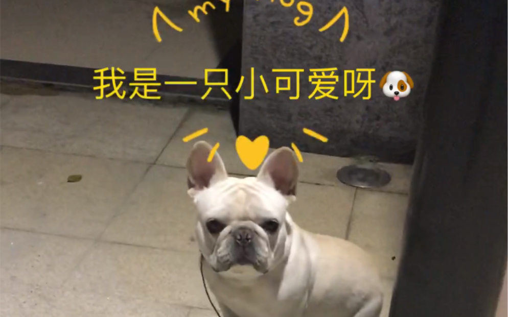 【法国斗牛犬】我是一只小可爱呀哔哩哔哩bilibili