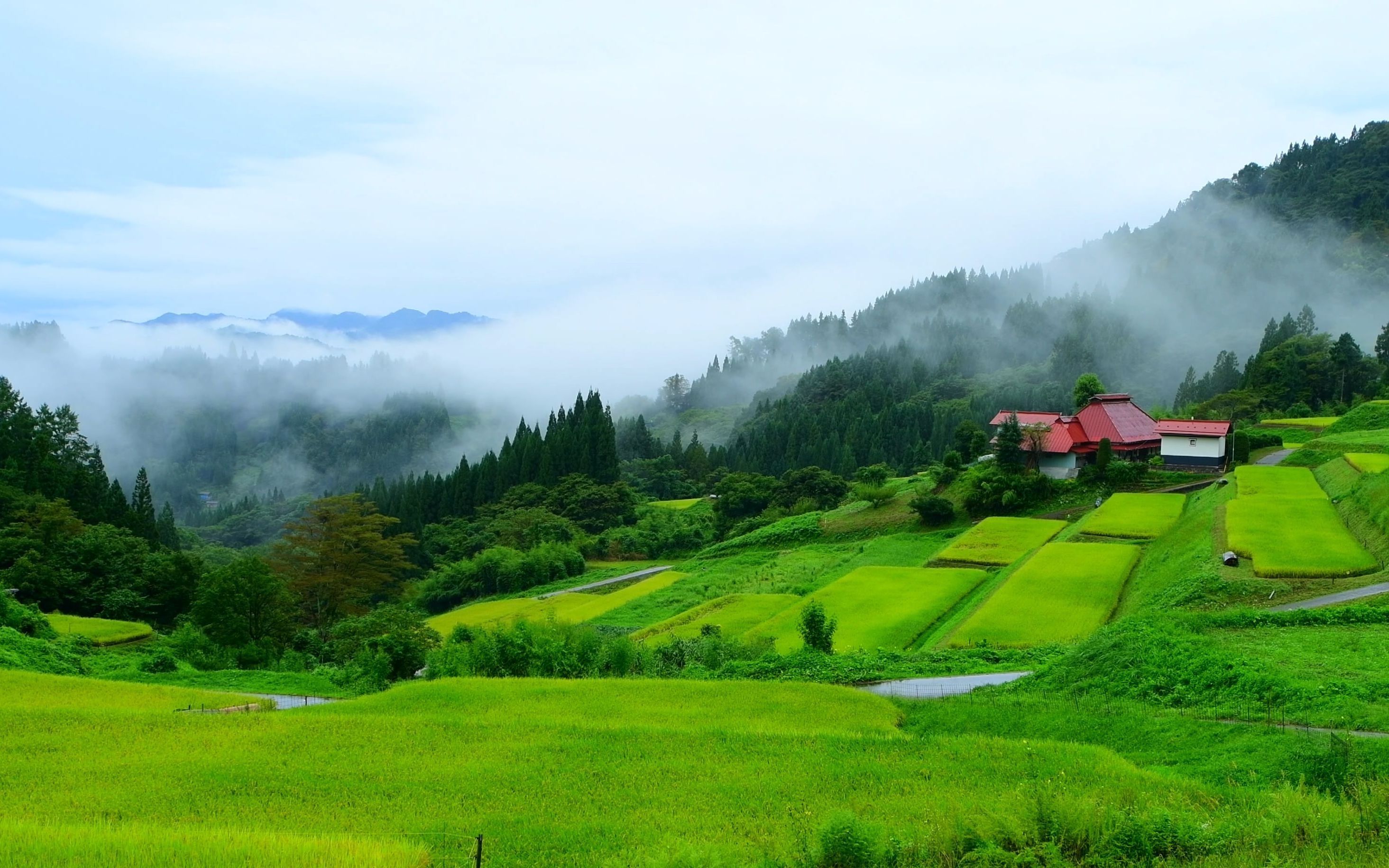 [图]【4K】秋雨和雾朦胧的梯田