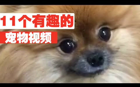 【宠物】11个有趣的宠物视频合集 11 Funny Pet Video Compilation 2016哔哩哔哩bilibili