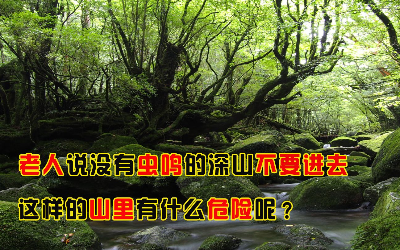 为何农村老人常说,没有虫鸣的深山老林,不要独自一人前往呢?哔哩哔哩bilibili