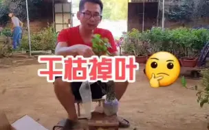 Download Video: 茉莉花掉叶掉花就丢掉吗？修修剪剪茉莉重获新生