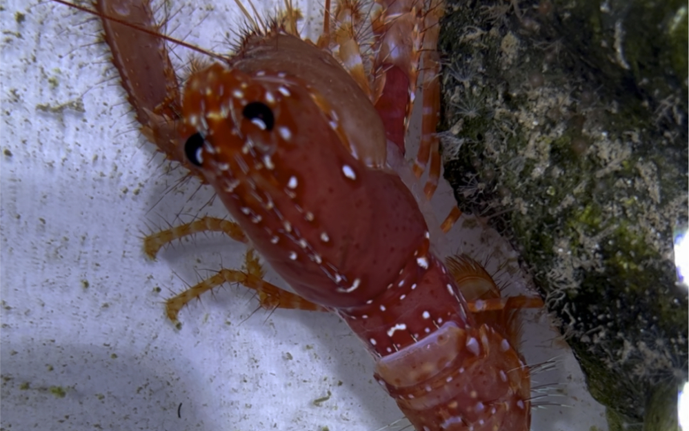 东方礁螯虾蜕皮