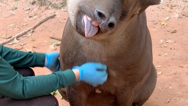 跟我读,巴西貘(ren qiu bu dao)