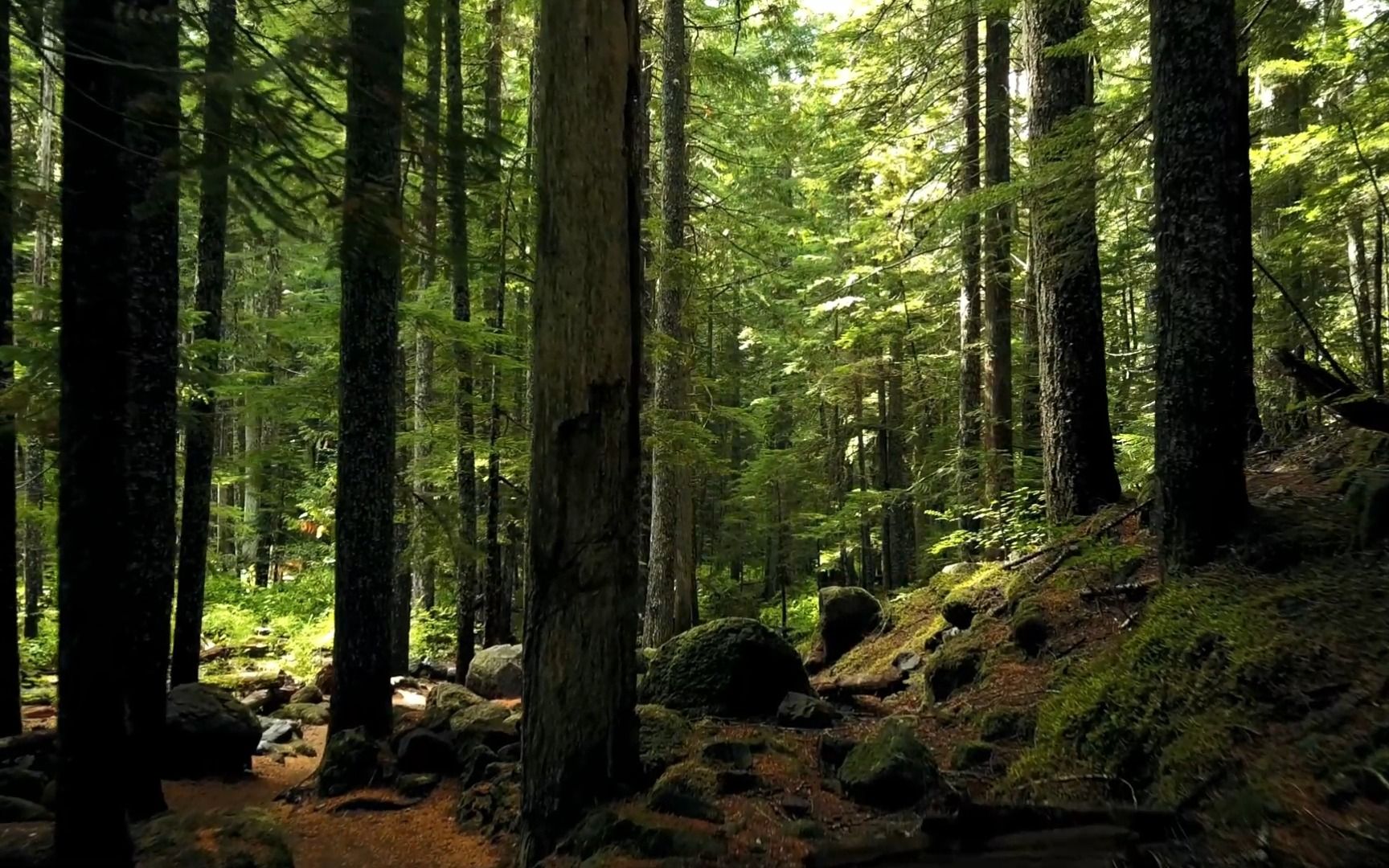 穿过幽暗森林,寻找光的来路