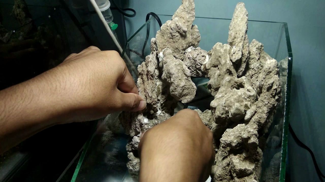 水族20cm小水陆缸开缸全过程放在家中心情都好了