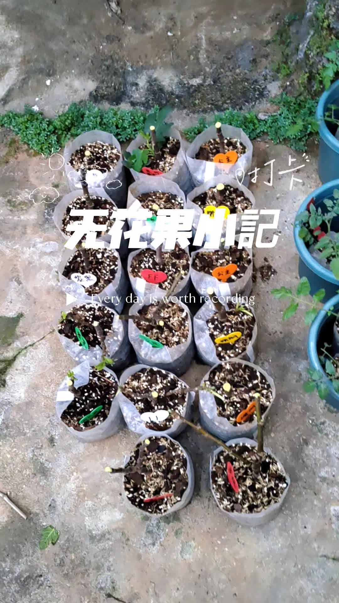 无花果发芽温度图片