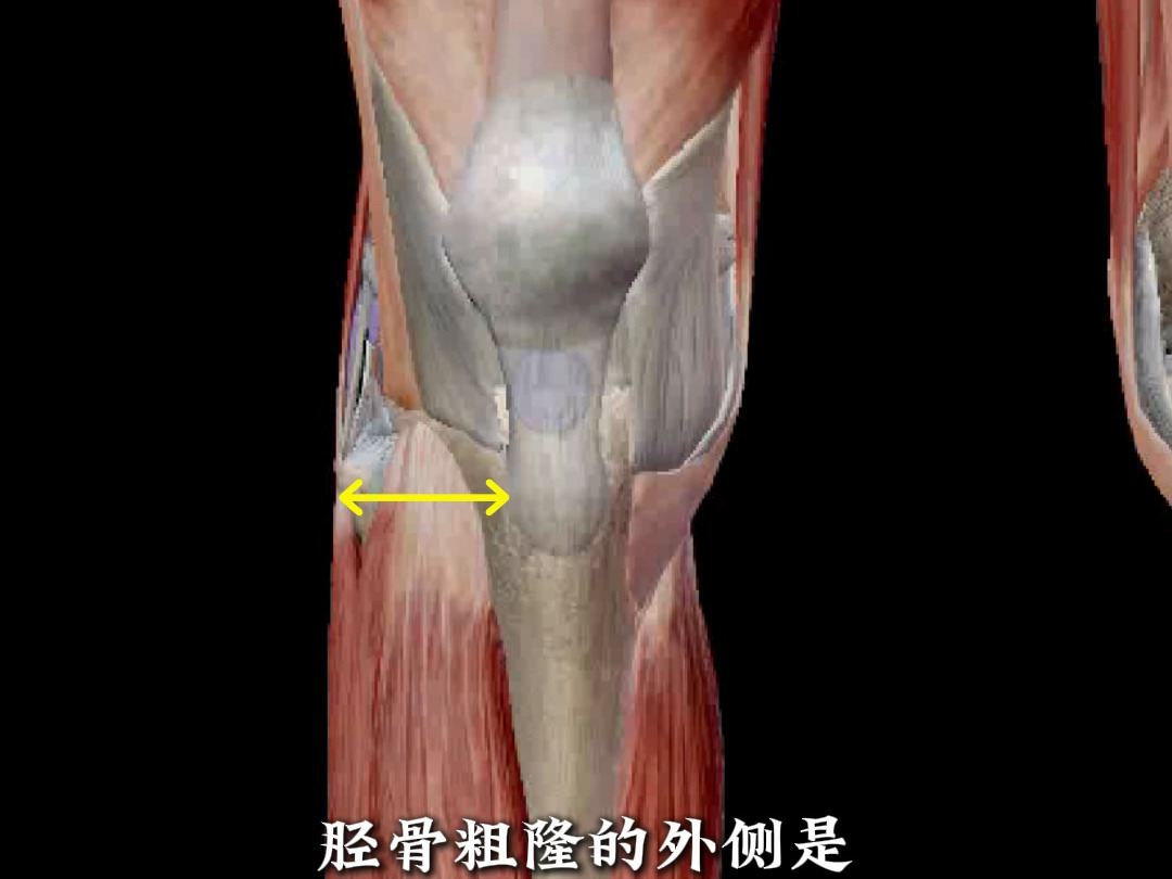 骨性标志触诊定位 胫骨粗隆哔哩哔哩bilibili