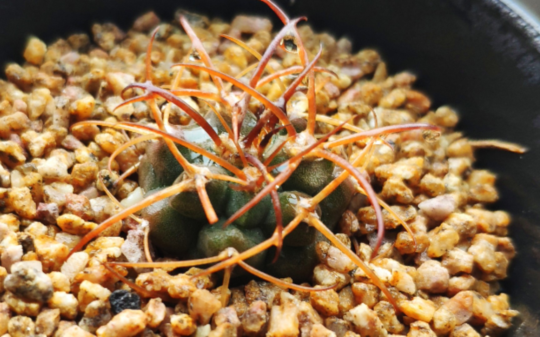 【仙人球】  摩天龙   强刺仙人球养护  生长记录