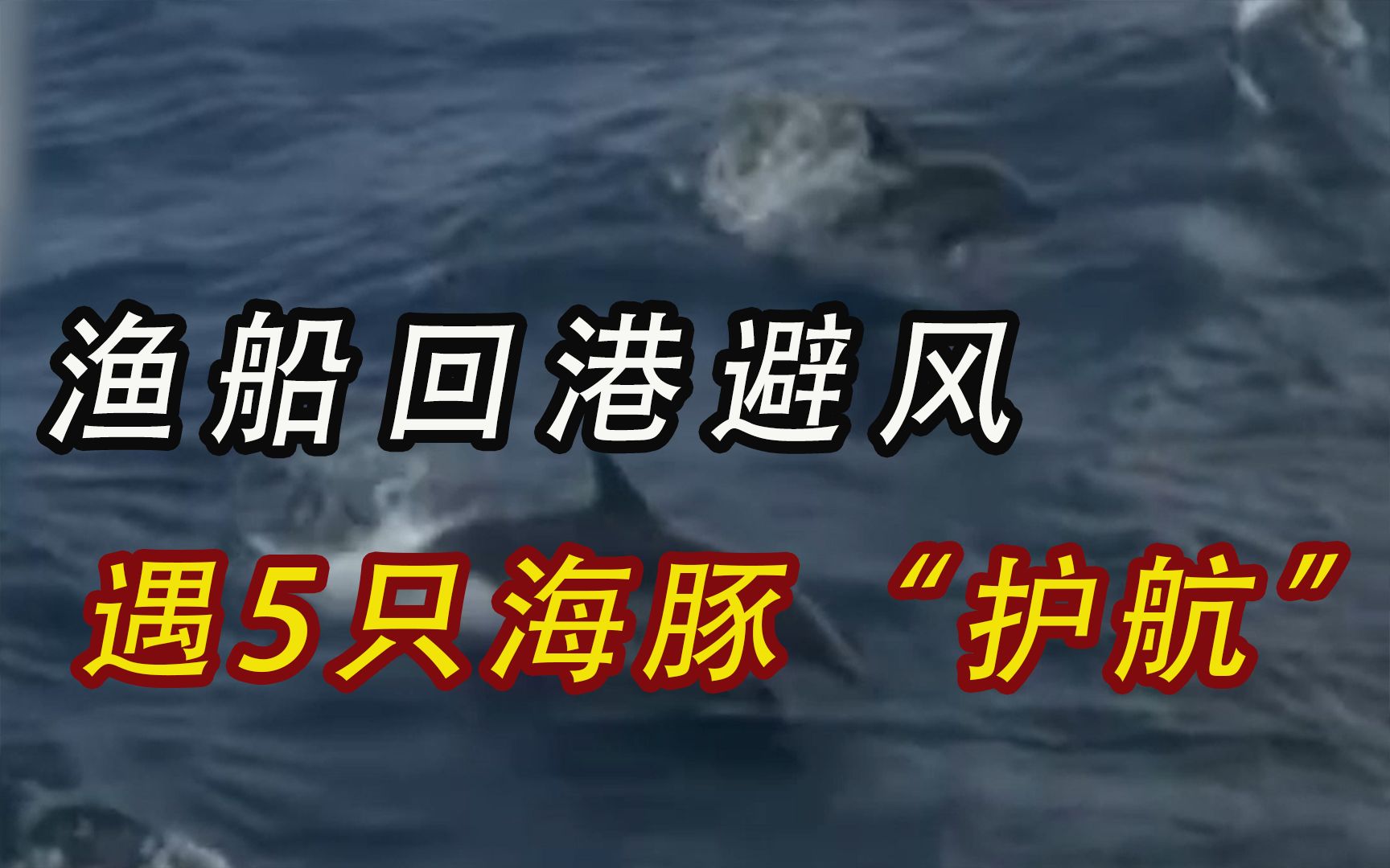 渔船回港避风,台州附近海域遇5只海豚“护航”哔哩哔哩bilibili