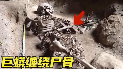 最诡异5具骷髅化石，铁棒穿胸只为不让变吸血鬼？南极巨兽遗骸-哔哩哔哩