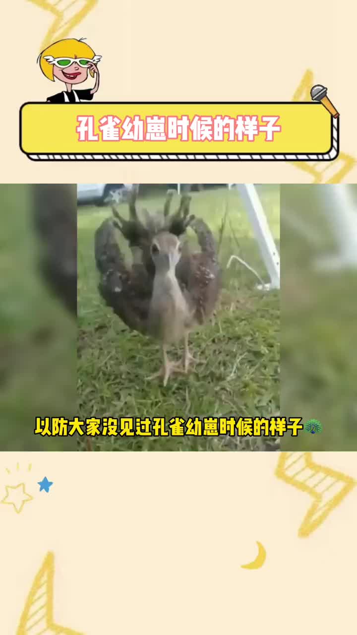 原来孔雀幼崽时候长这个样子啊!可爱~哔哩哔哩bilibili