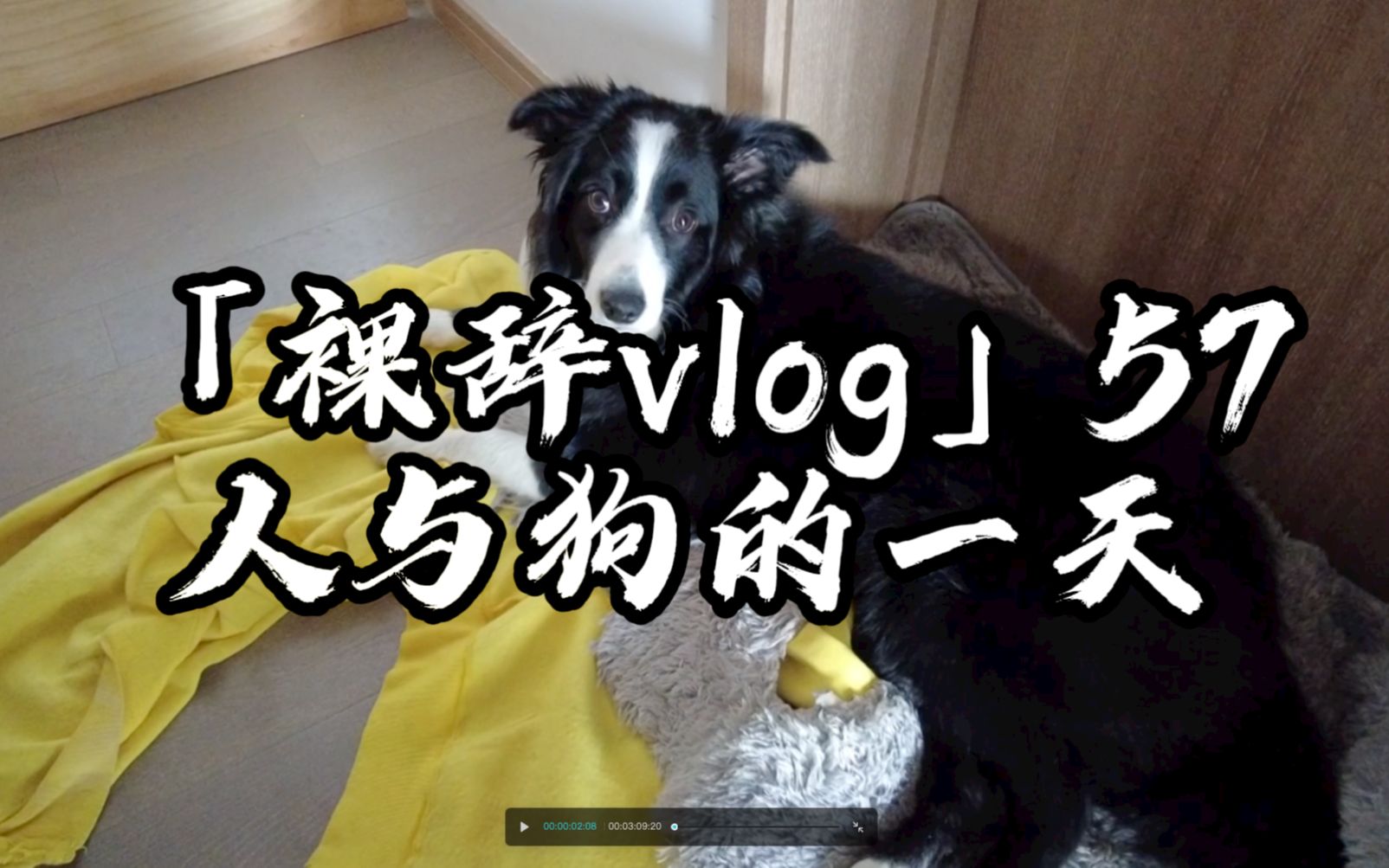 生活vlog.57:人与狗的一天哔哩哔哩bilibili