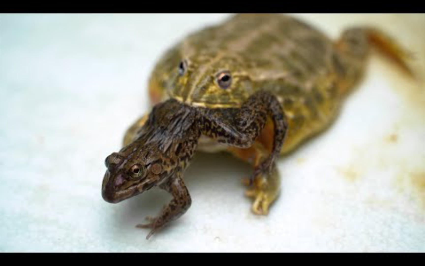 牛蛙吃青蛙90_哔哩哔哩_bilibili