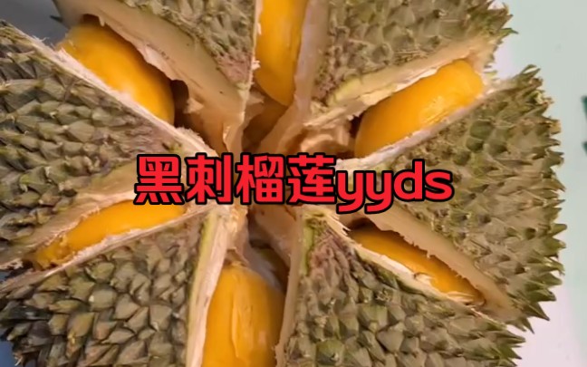 黑刺榴莲哔哩哔哩bilibili