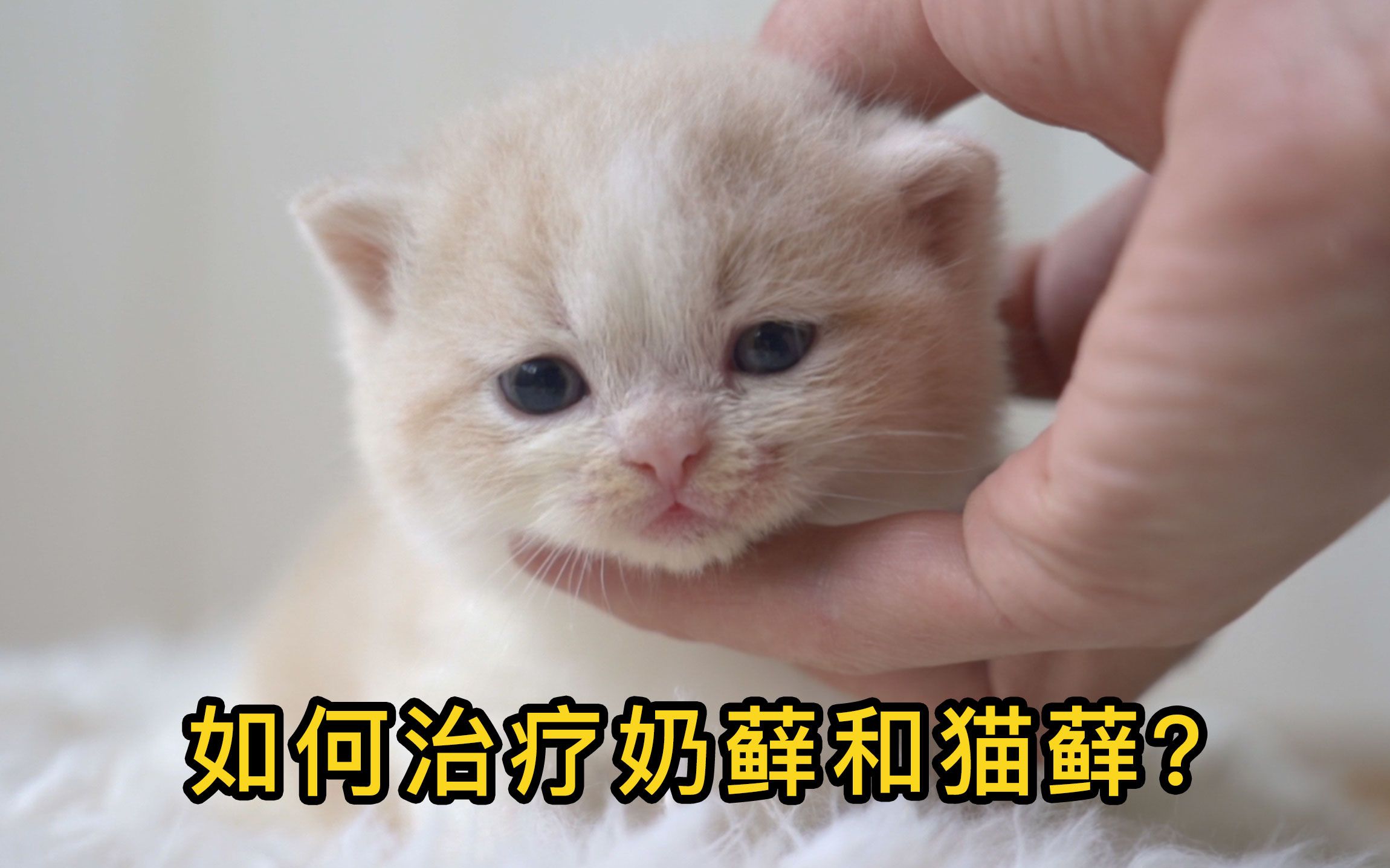 小奶猫长藓了如何处理?从零开始养猫03哔哩哔哩bilibili