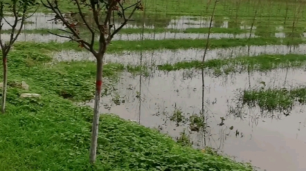 [图]暴雨过后蛙声一片～