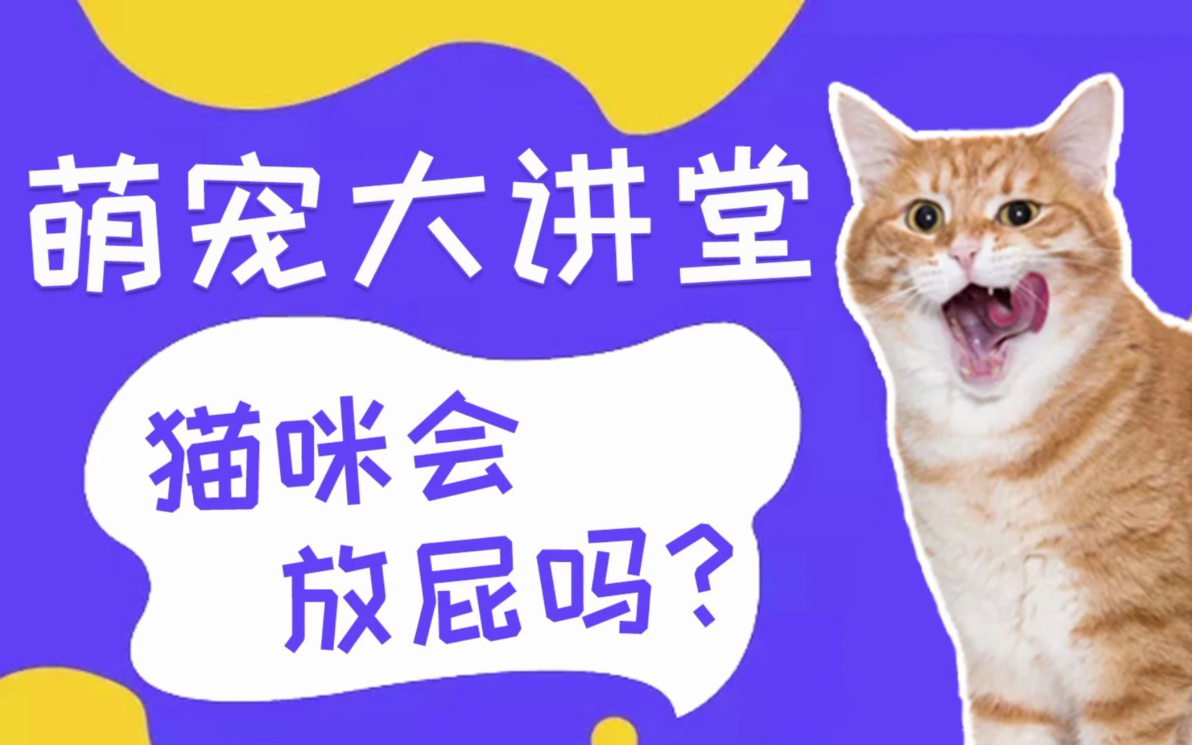 猫咪会放屁吗?哔哩哔哩bilibili