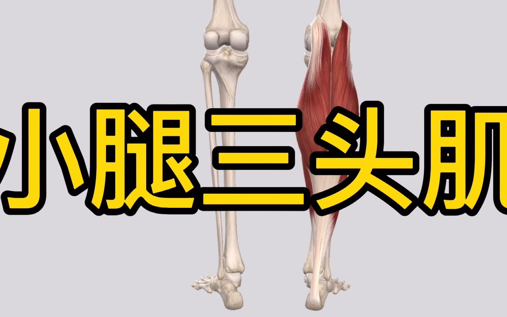 小腿三头肌:小腿后侧的重要肌肉