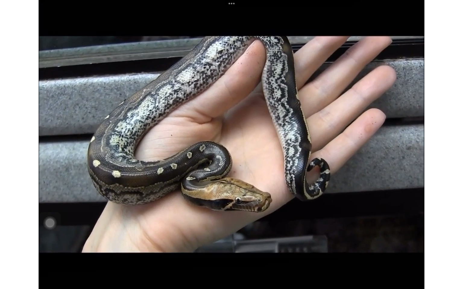 神奇动物在这里——短尾蟒