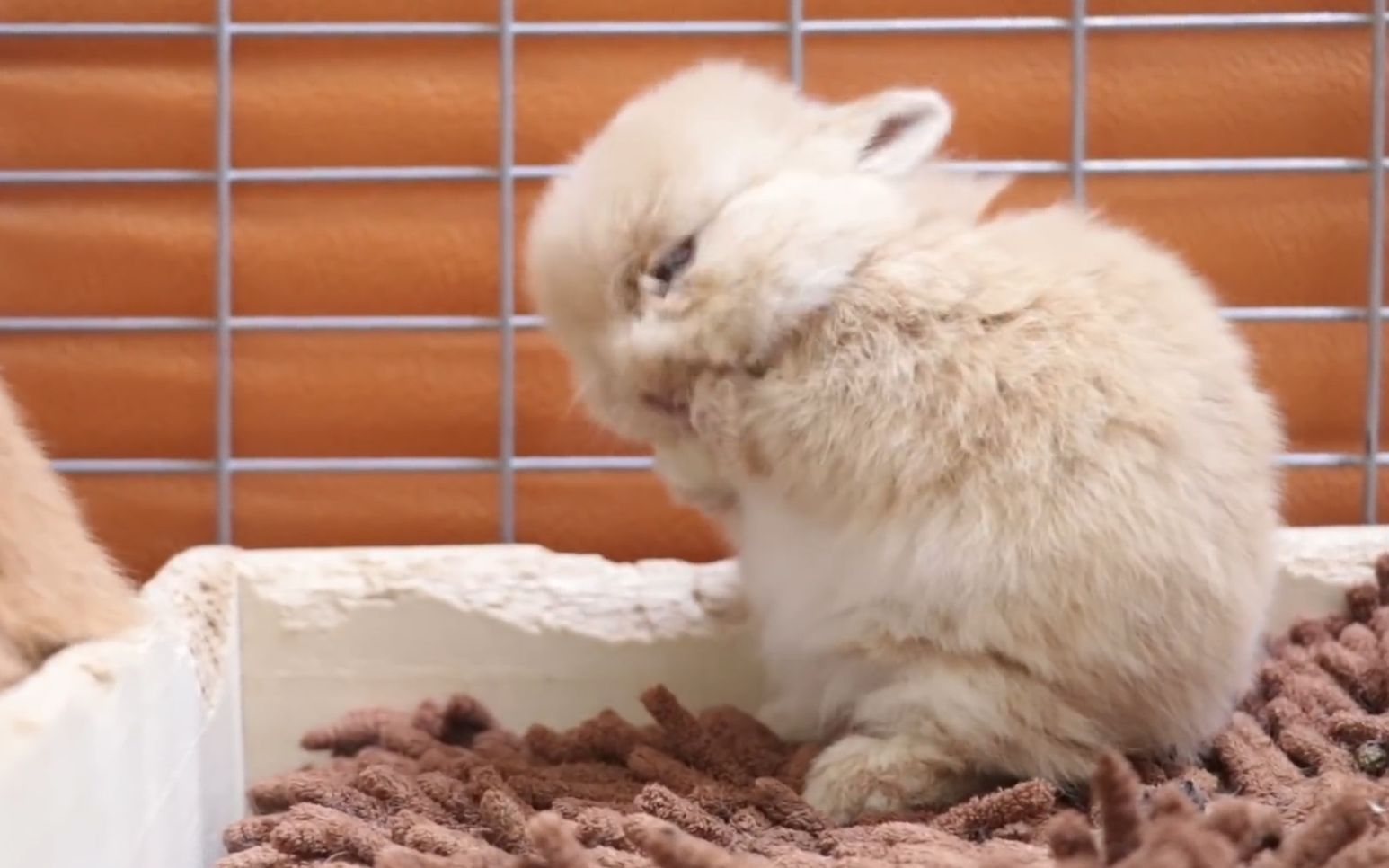 【荷兰侏儒兔】途中停止了成长的小兔子