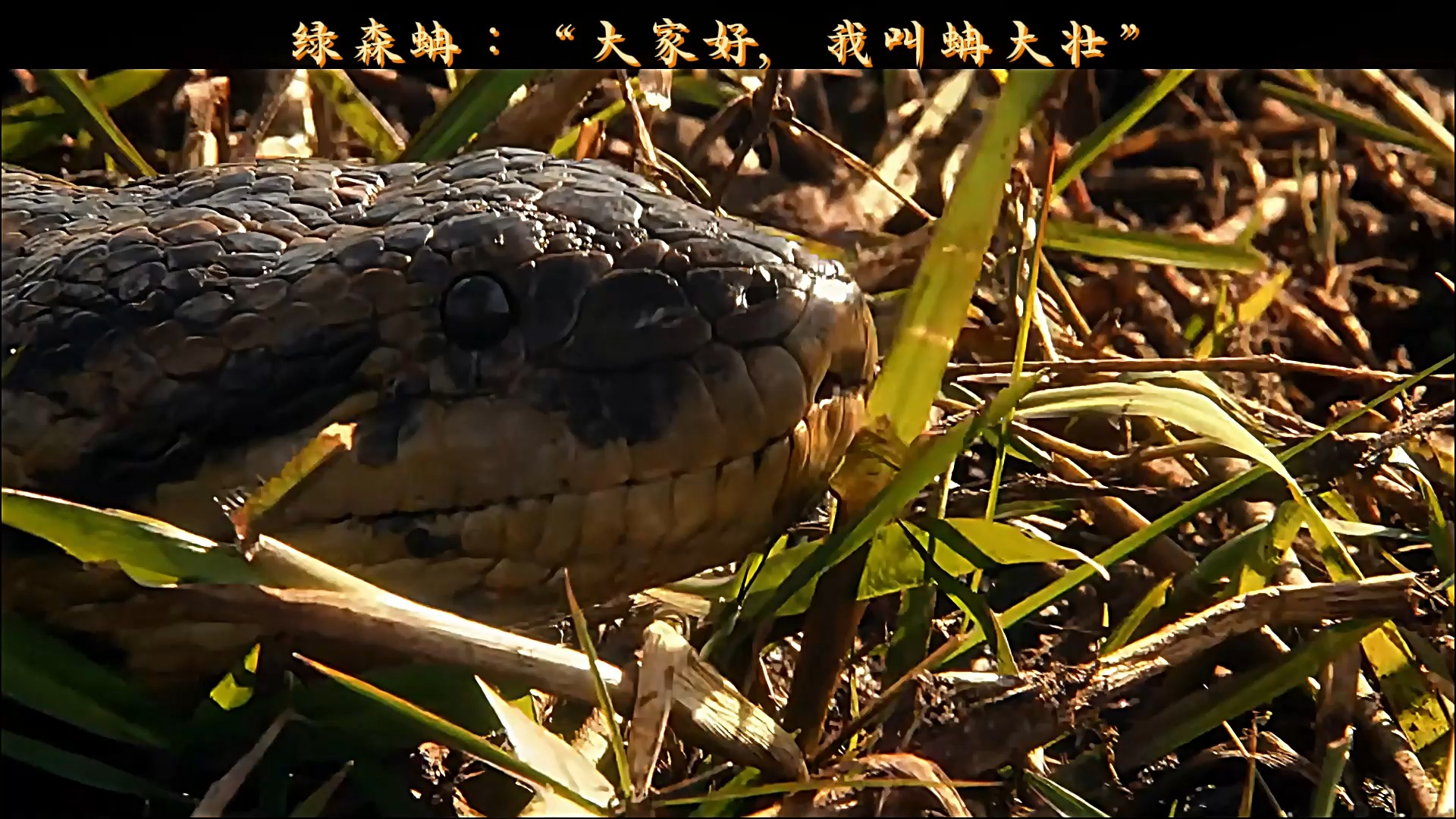 绿森蚺:"大家好,我叫蚺大壮"