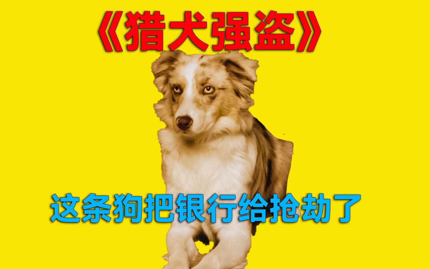 动心电影解说《猎犬强盗》最会赚钱的狗子,你敢要吗