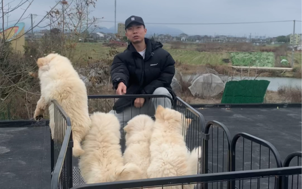 浙江温州最大的田园犬宠物基地哔哩哔哩bilibili