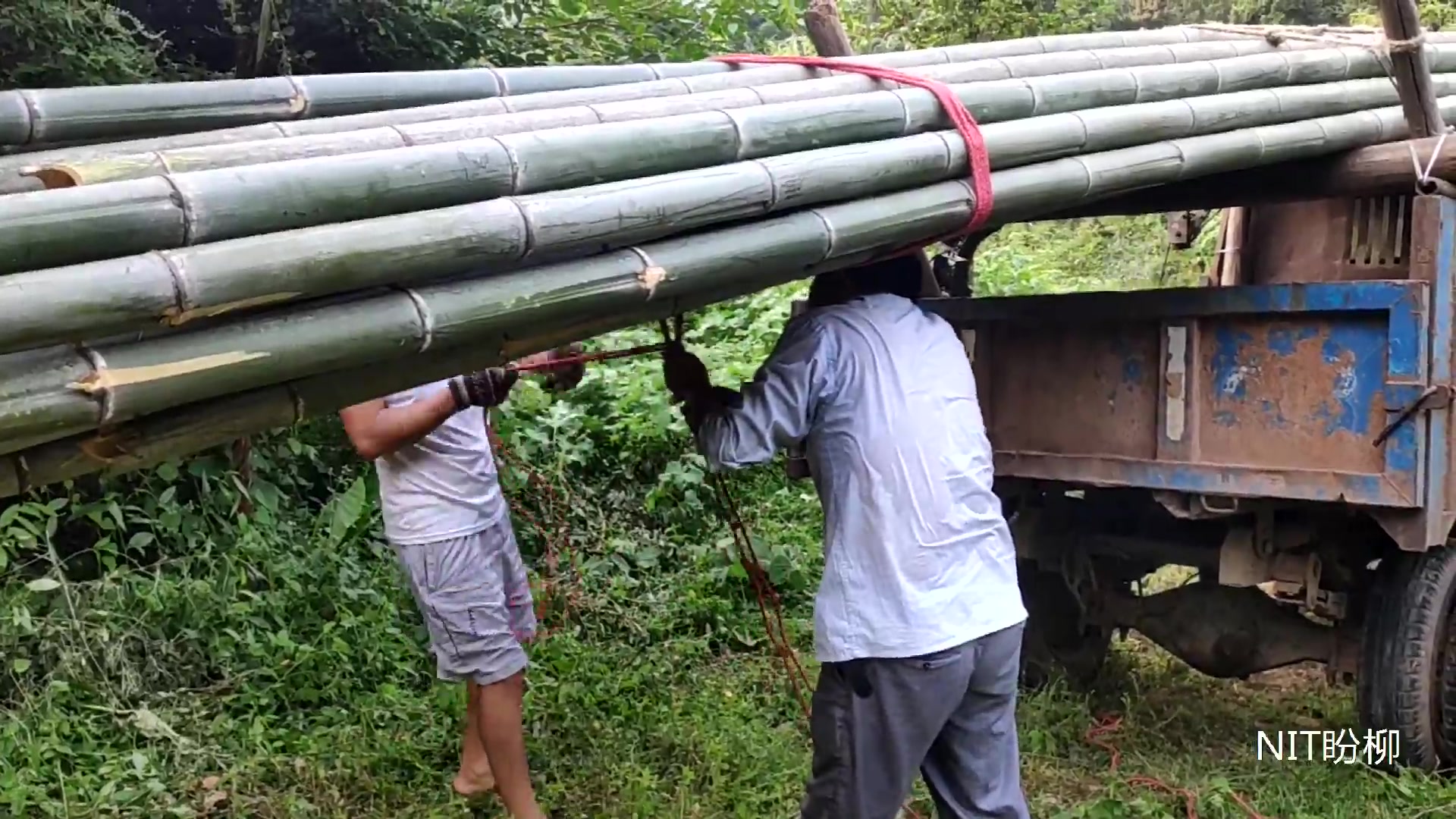 今天跟奶奶进山去收竹子