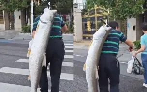 Скачать видео: 男子背着钓回来的大鱼回家，全程压弯腰一路都是显眼包：绝不打车 (1)