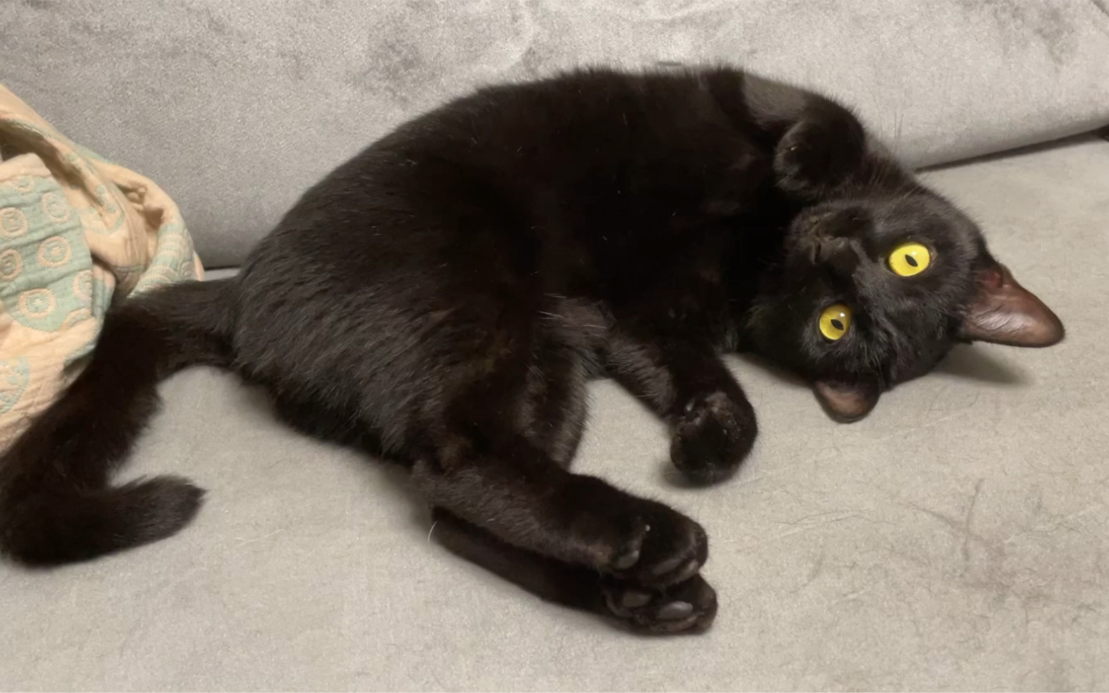 油亮大黑猫子撒娇.