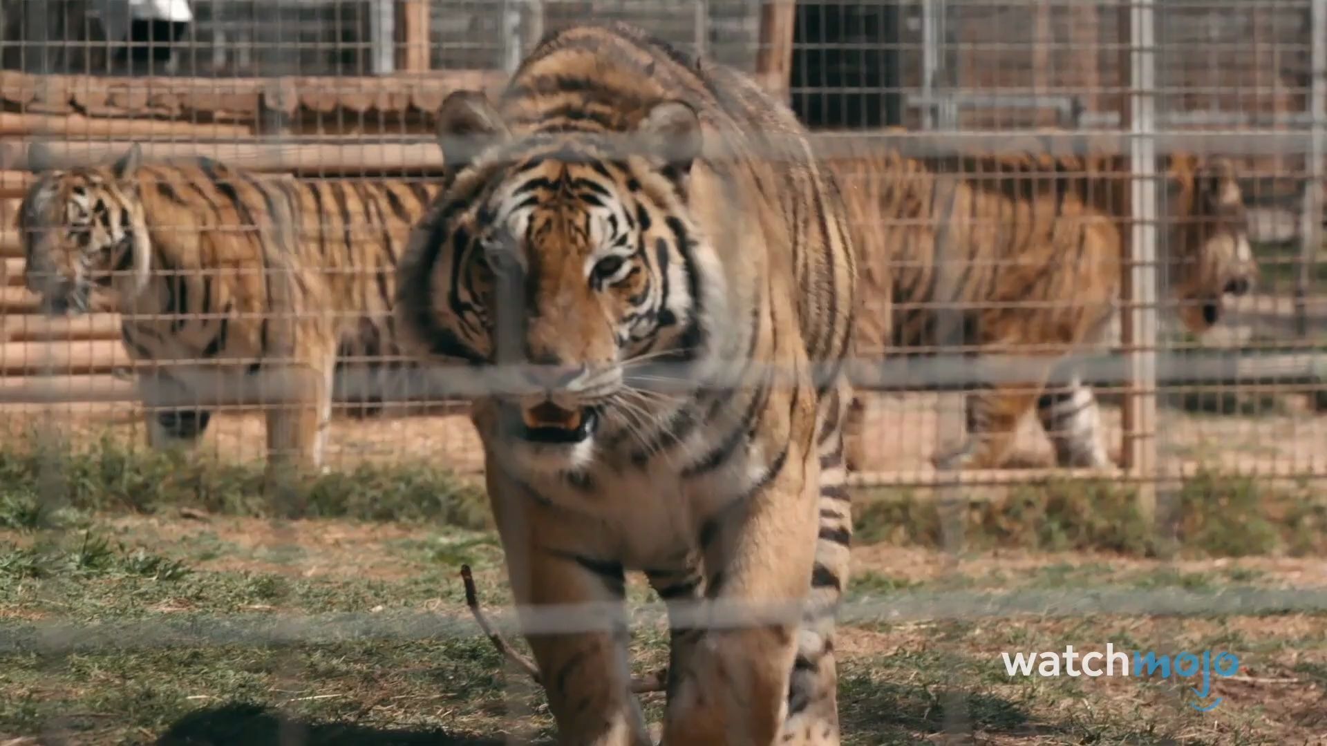 [图]【传记】"虎王"不为人知的故事（中英）The Untold Story of Tiger King