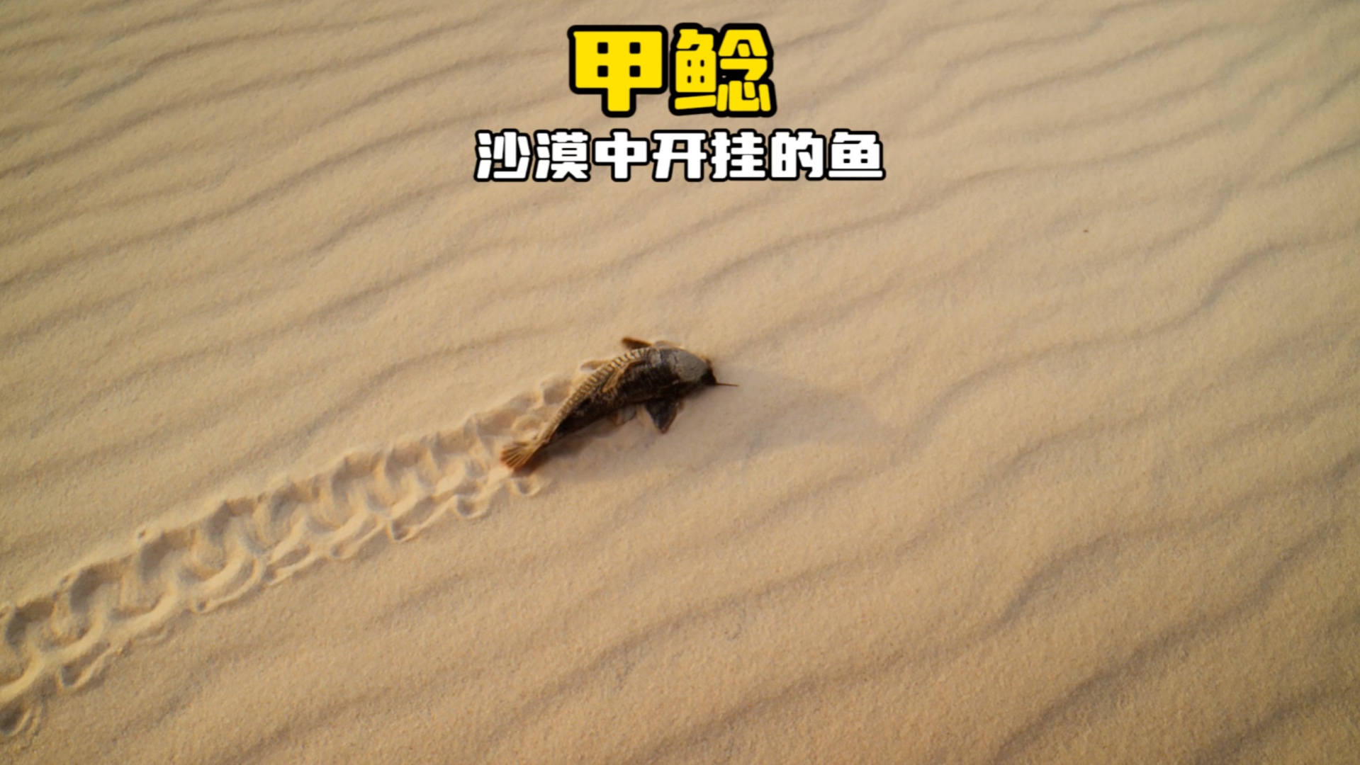 沙漠中开挂的鱼