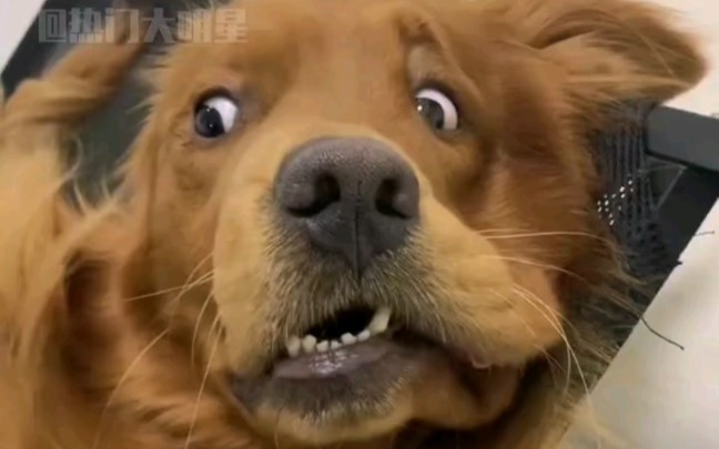 金毛边牧电梯带狗搞笑