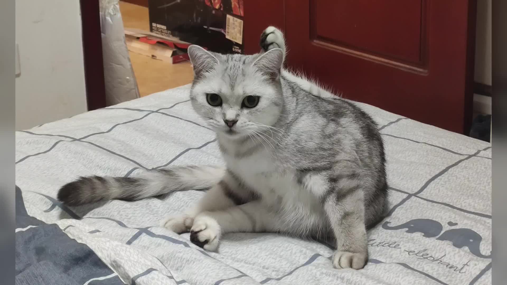 【小猫咪二球】视频已打包,欢迎围观!