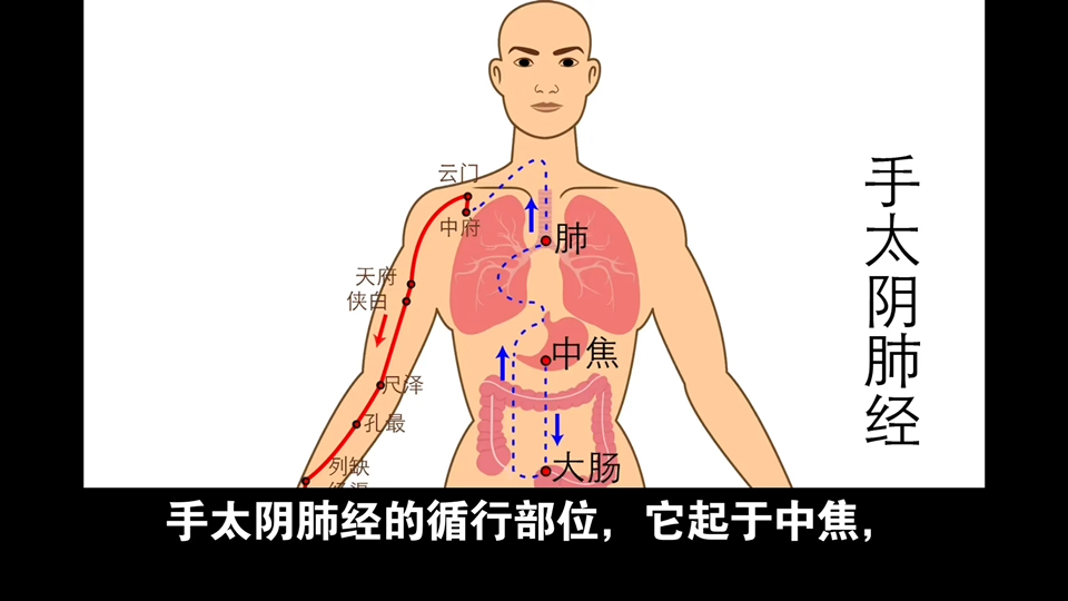 一分钟带你了解手太阴肺经的循行